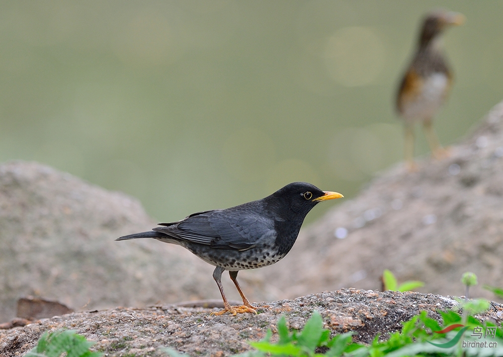 乌灰鸫灰背鸫乌鸫灰头鸫和鹊鸲