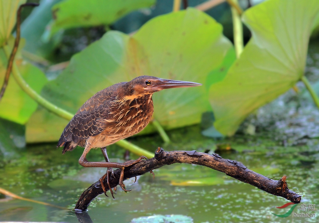 一组迟发的黑鳽