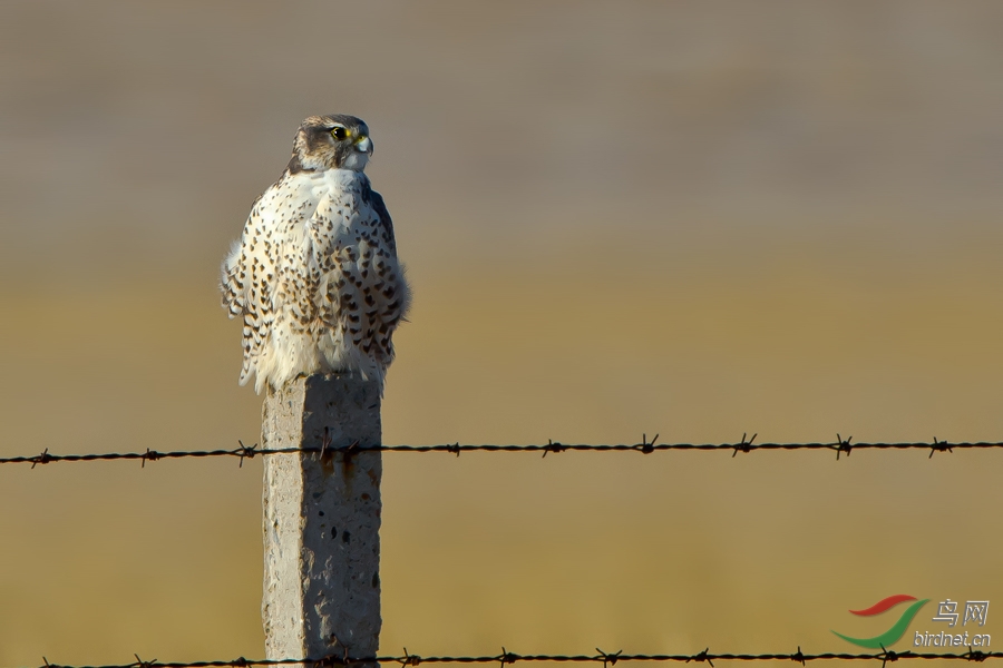 蹲桩的猎隼(克什克腾旗拍摄)