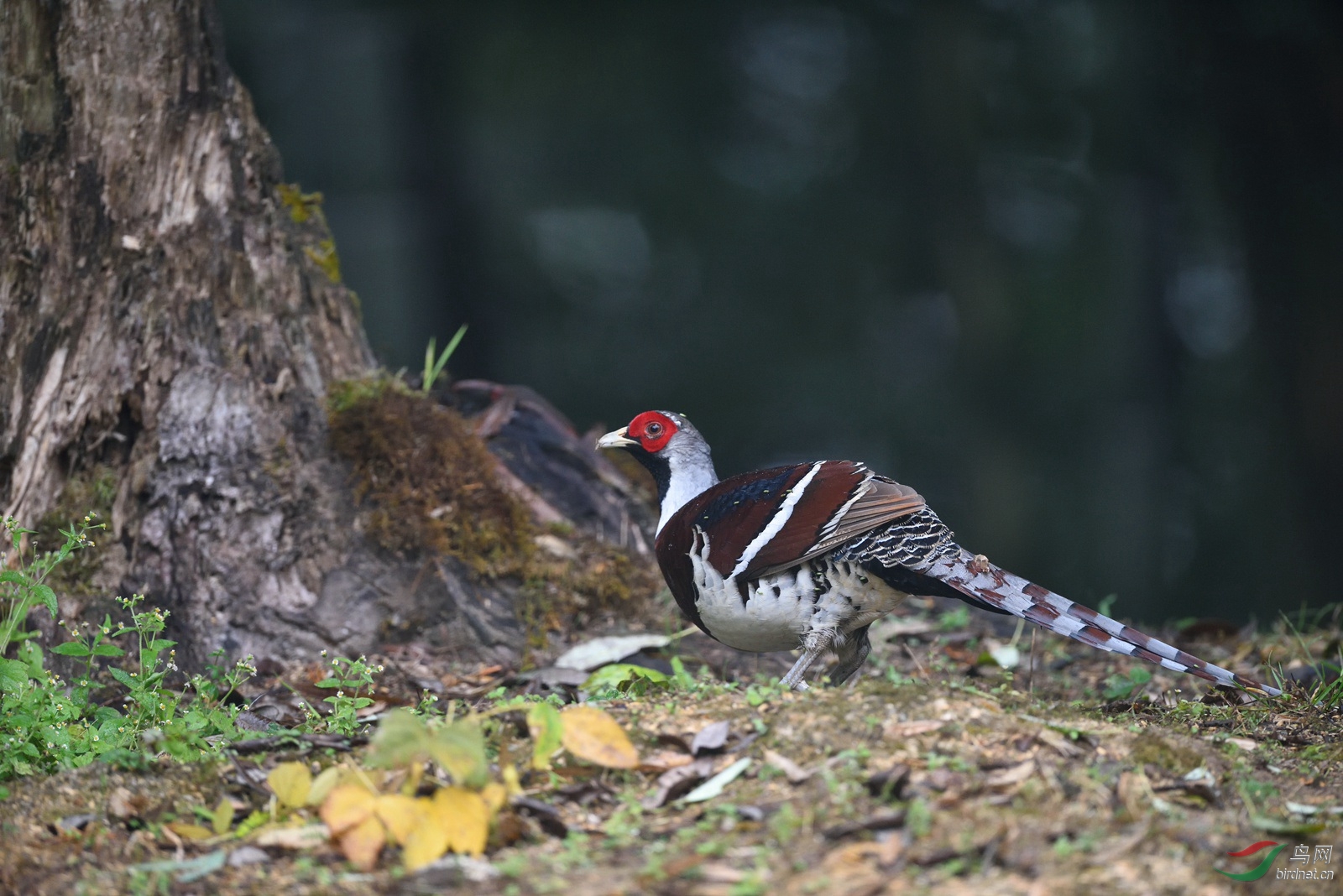 雨雾中的白颈长尾雉均峰寺鸟况报告