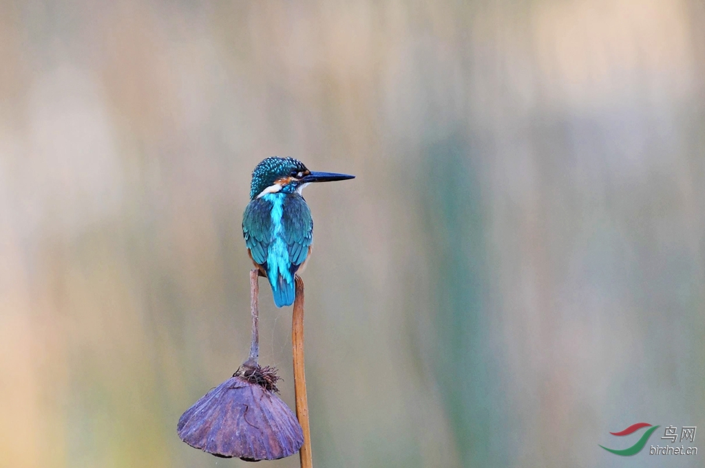 枯荷翠鸟