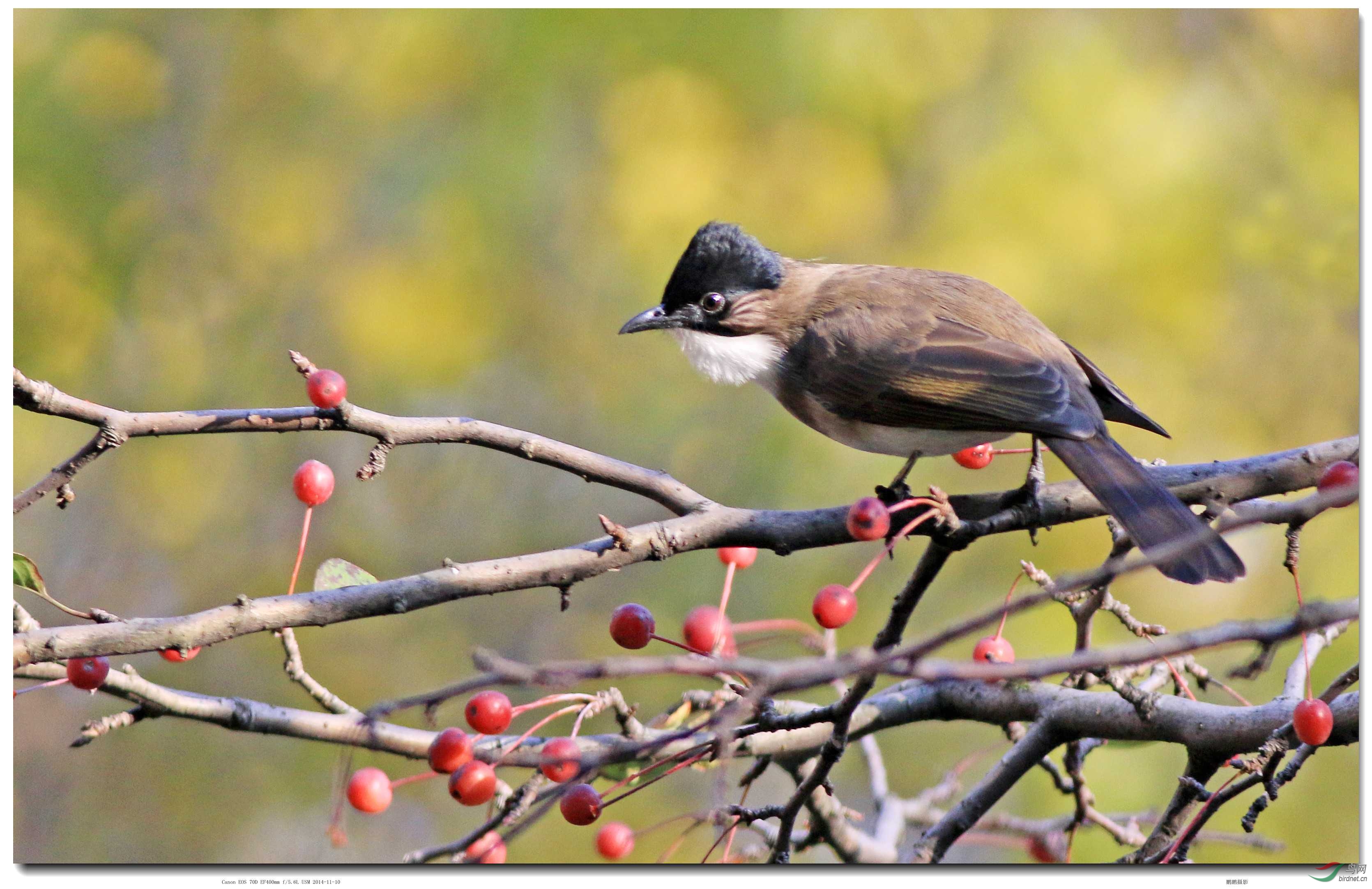 《黑头》一组林子里觅食山果的黑头鸟,秋日阳光里获取自然赋予它们的