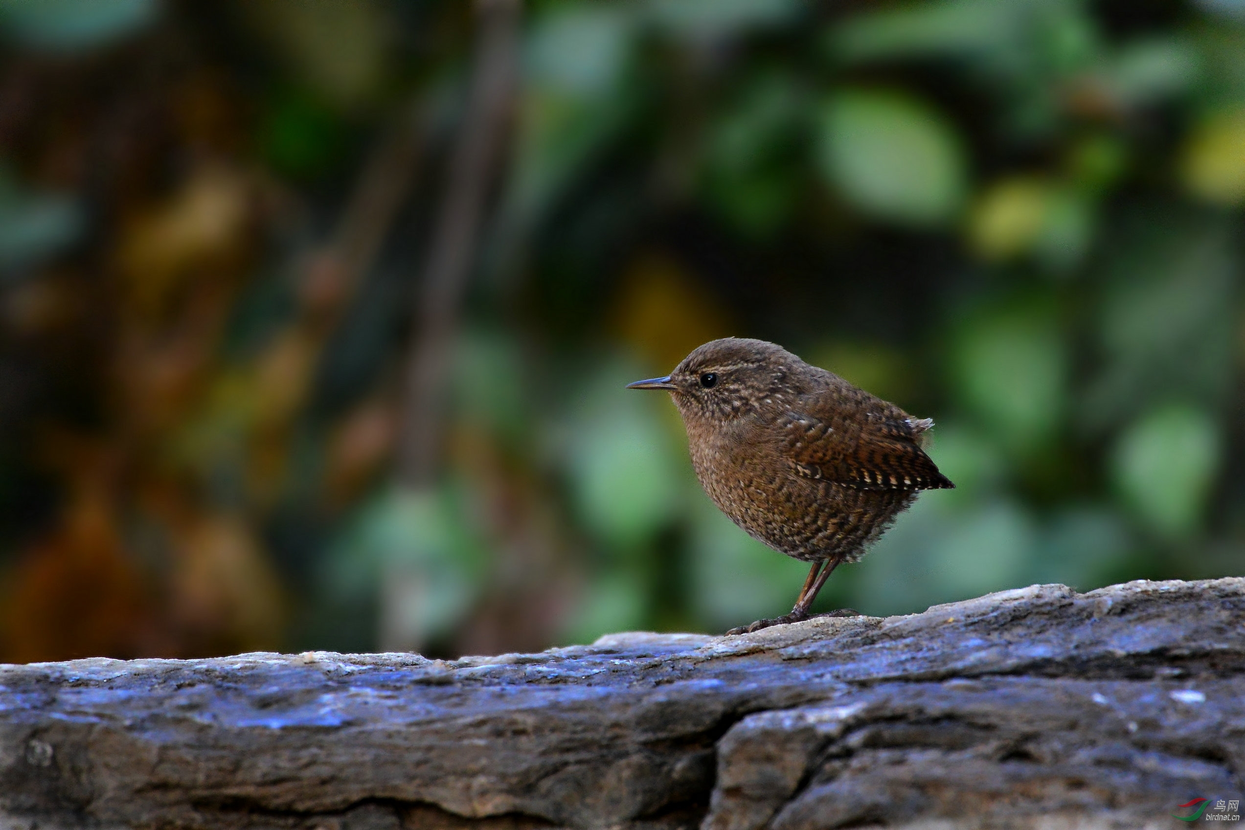 没有了尾巴的小鹪鹩