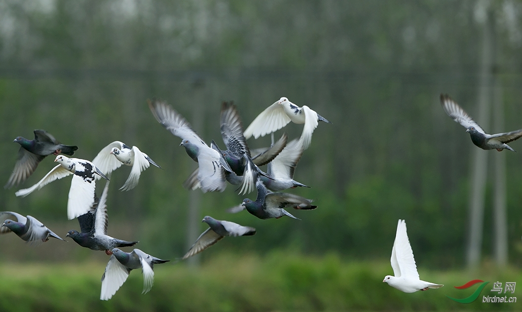 田野间群飞的鸽子
