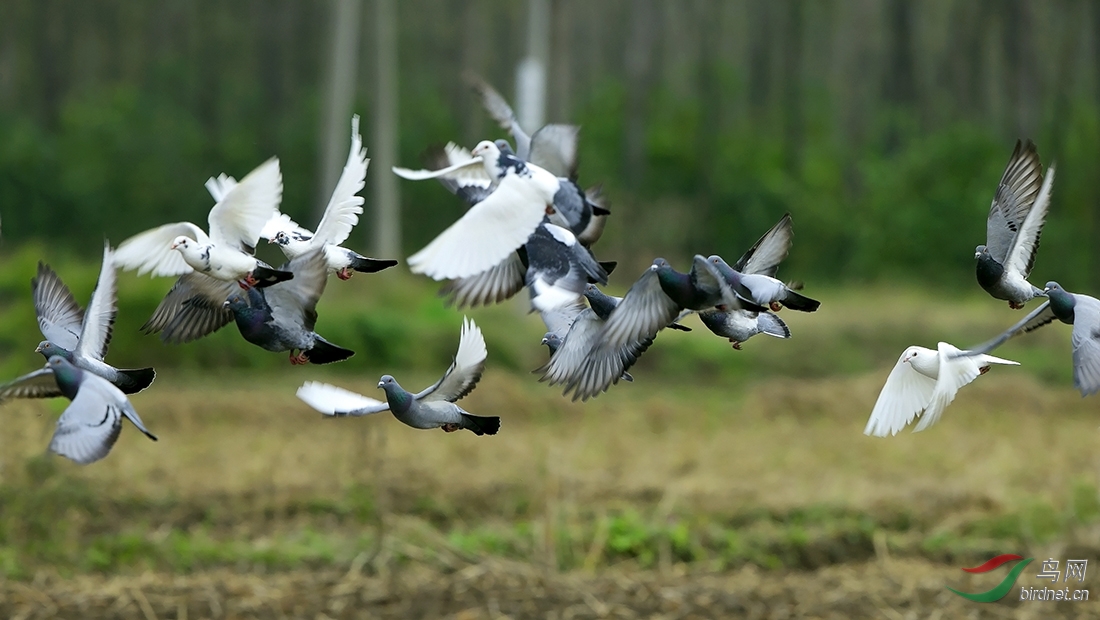 田野间群飞的鸽子