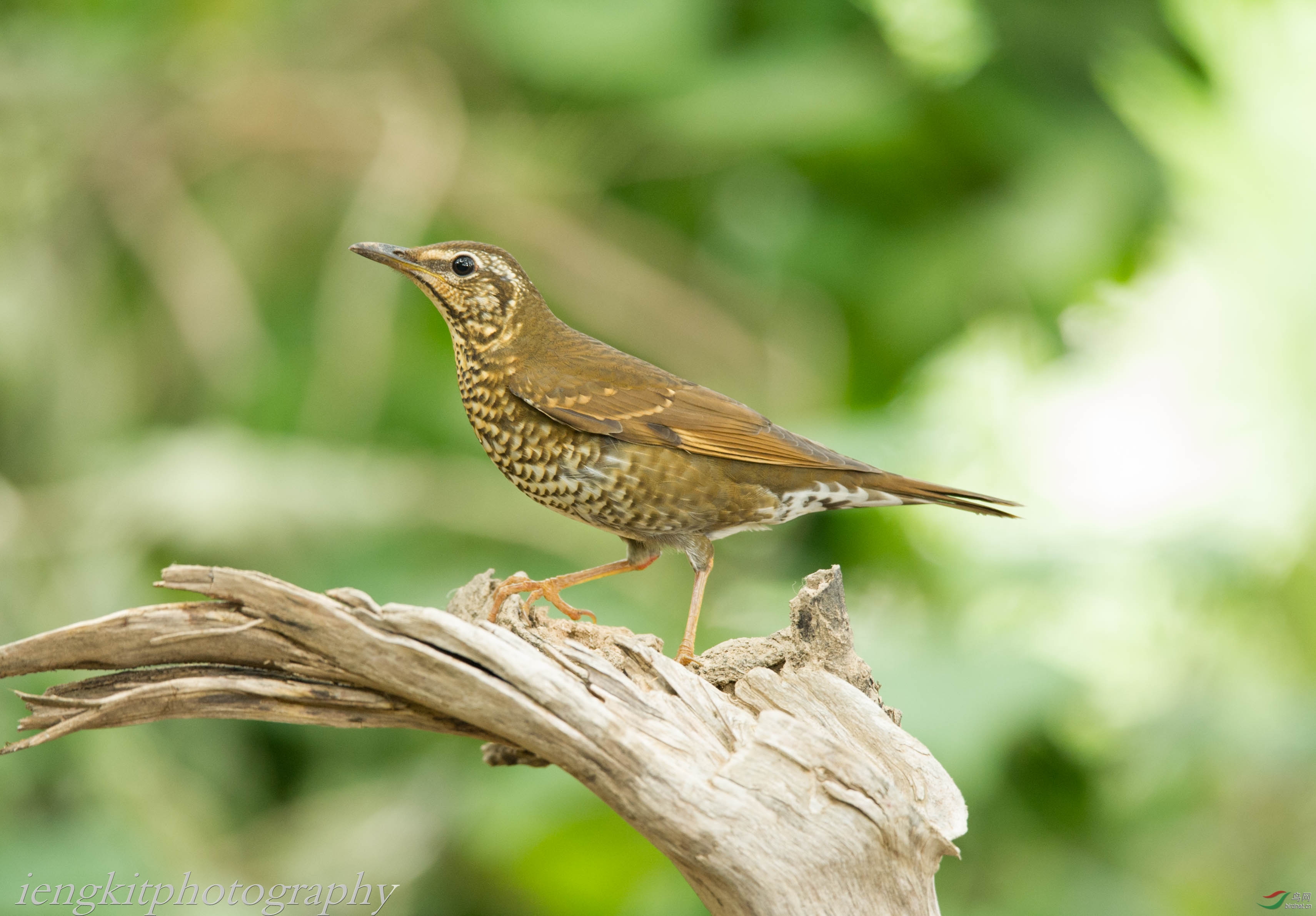 长尾地鸫 - 广东版 guangdong 鸟网