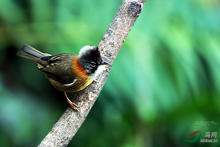 戴高帽子的黃頸鳳鶥 - 湖北版 hubei 鳥網