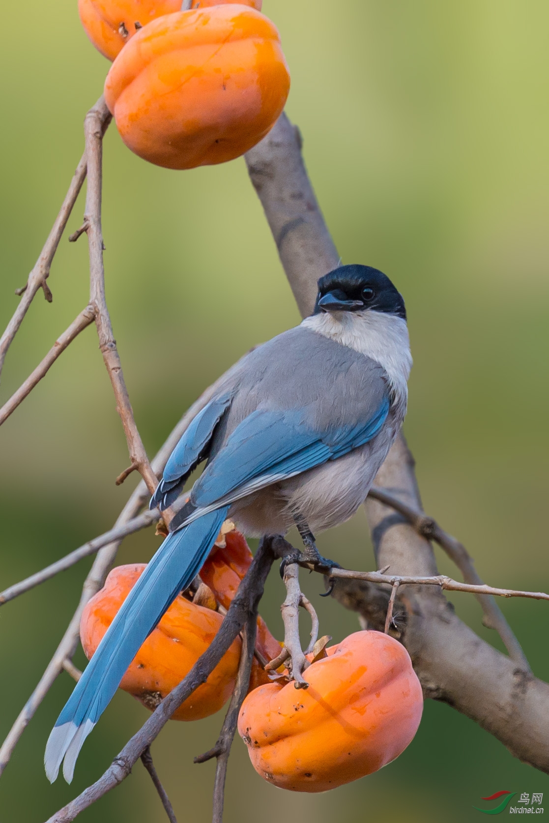 1117_1674竖版 竖屏