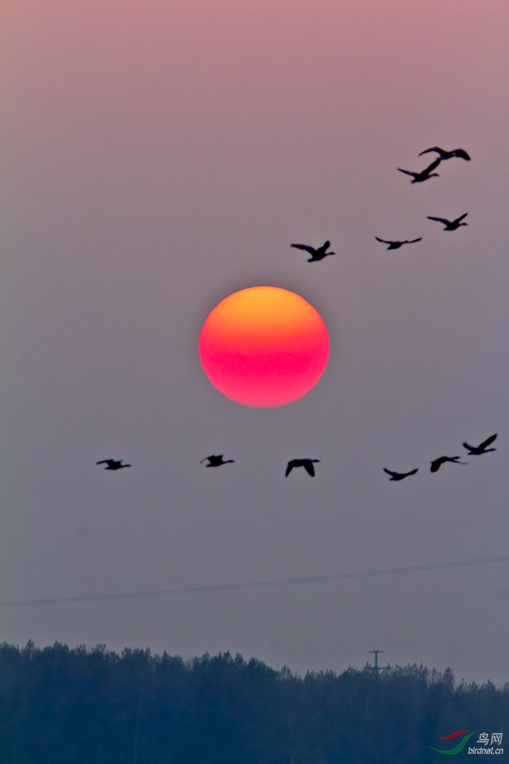 夕阳鸿雁飞翔图片大全图片