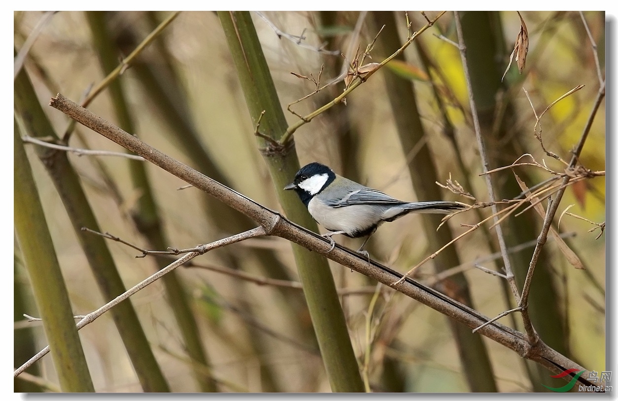 莲花池竹林里的鸟
