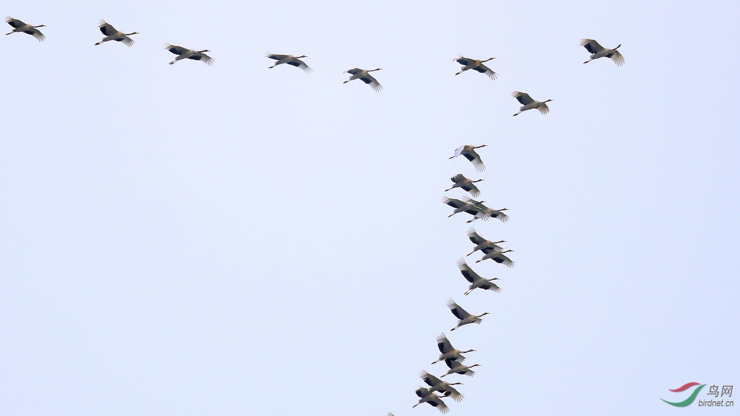 鹤南飞20411111北戴河