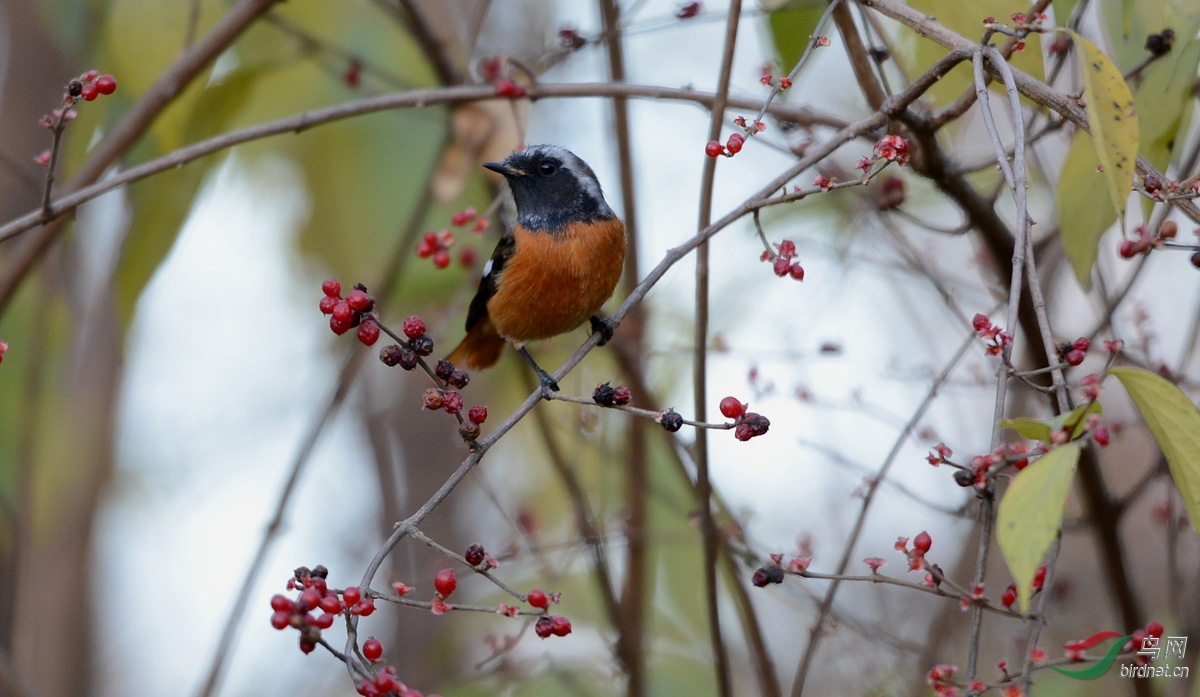 忍冬树上采食忙