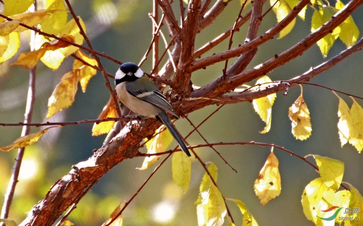 山雀,戴胜,黑喉石即鸟,燕雀,骨顶鸡.请老师们看看鸟名是否有误,谢谢!