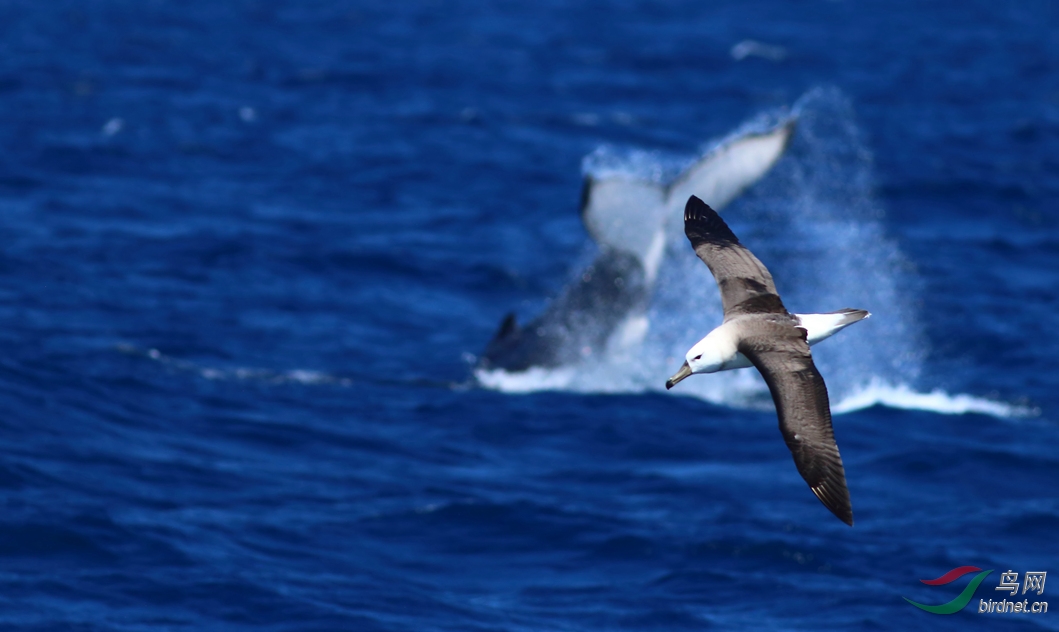 Y-balck-browed -albatross and humpback whale_����_���˺�_����.jpg