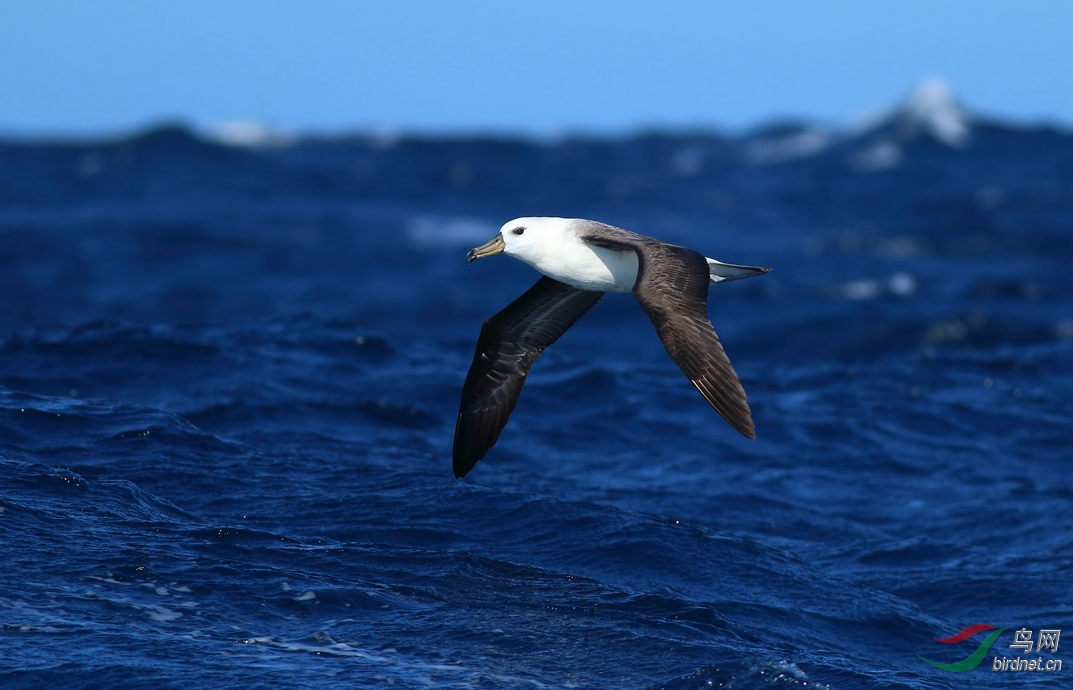 Y-black-browed albatross1_���˺�_����.jpg