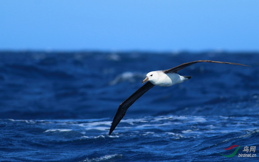 Y-black-browed albatross2_����_���˺�_����.jpg