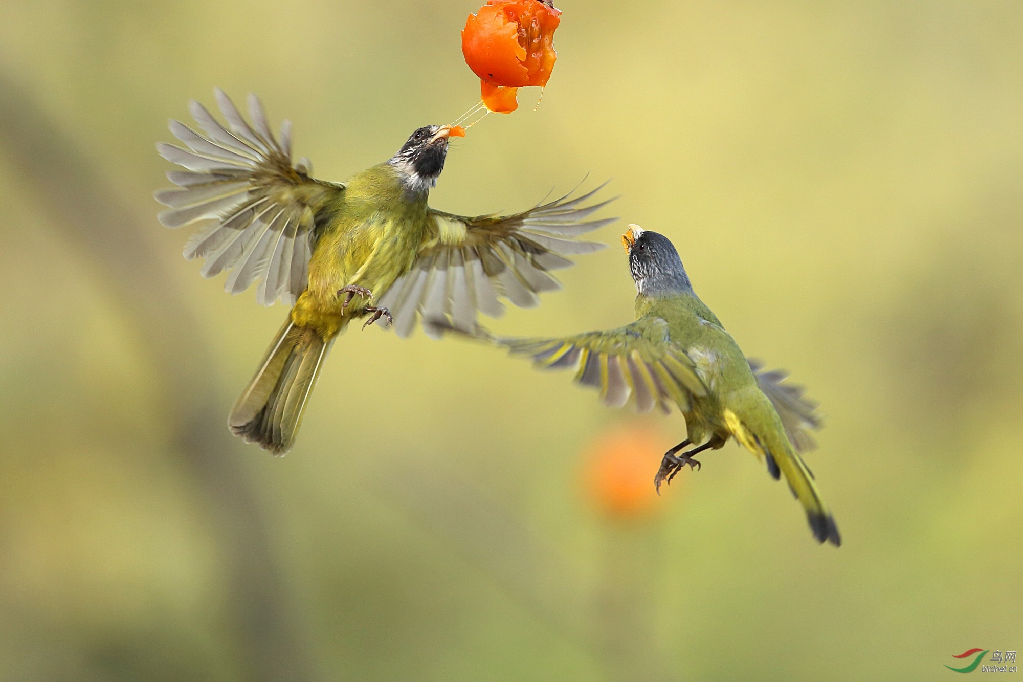 (领雀嘴鹎)闻果起舞