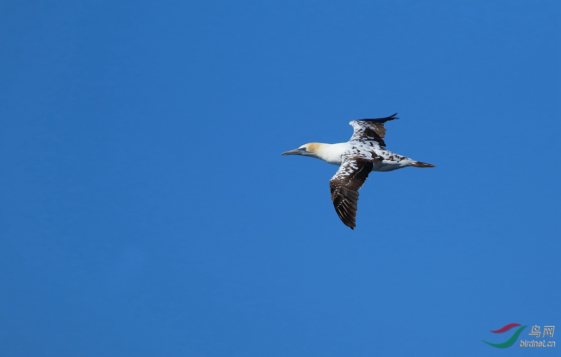 Y-au gannet_����_���˺�2_����.jpg