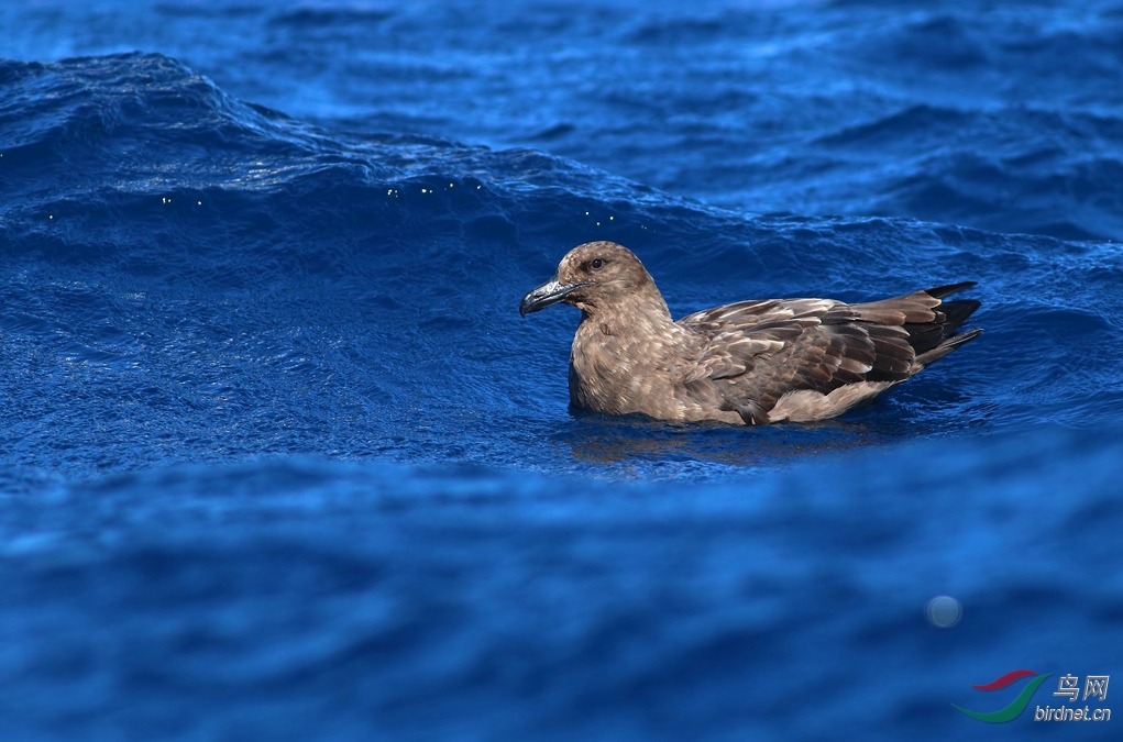 Y-brown skua1_����_���˺�_����.jpg