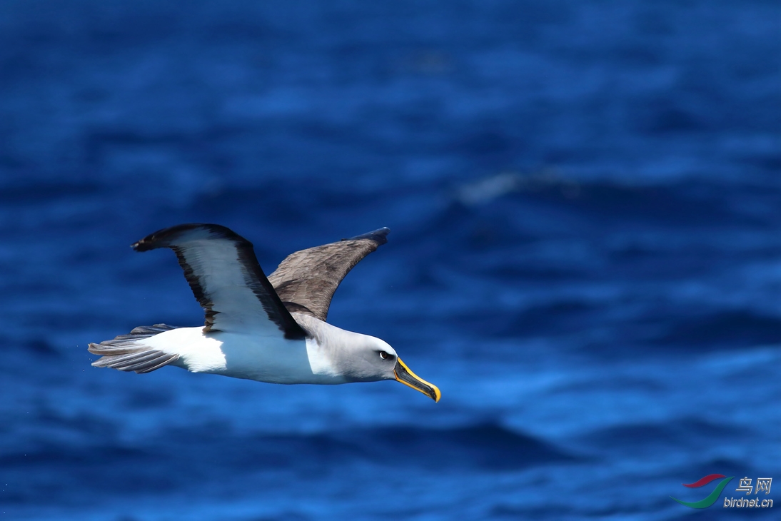 Y-buller\\'s albatross1_����_���˺�_����.jpg