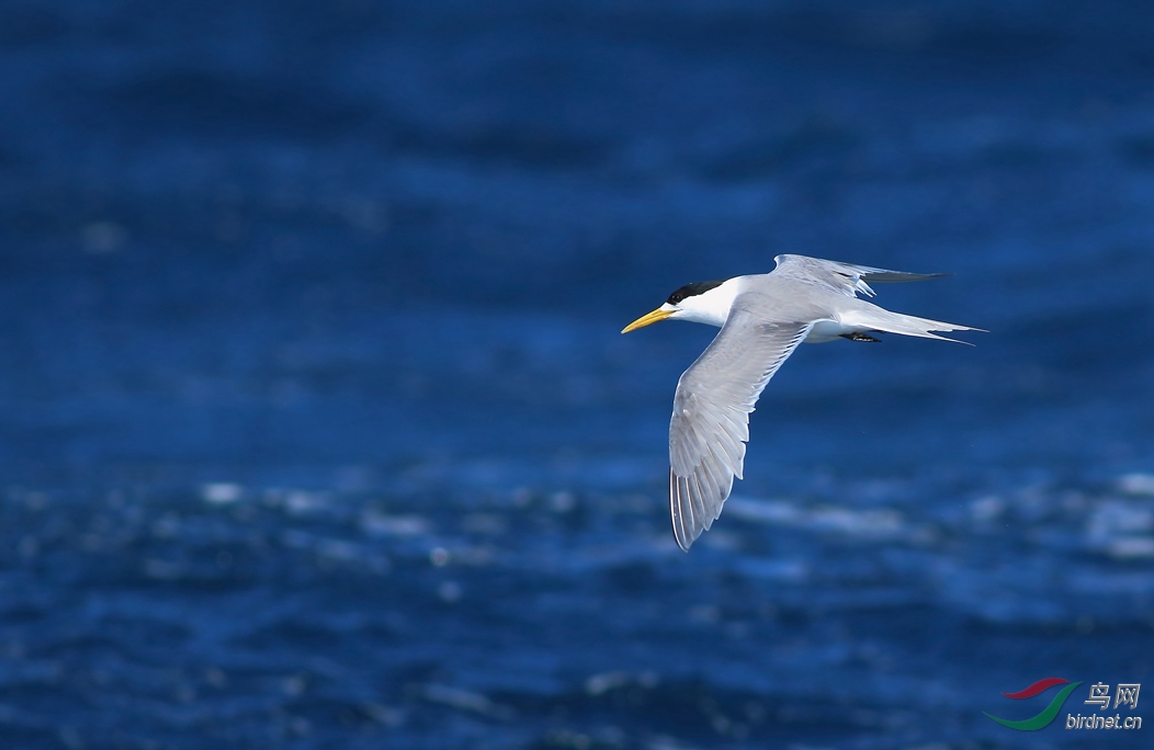 Y-crested tern11_����_���˺�_����.jpg