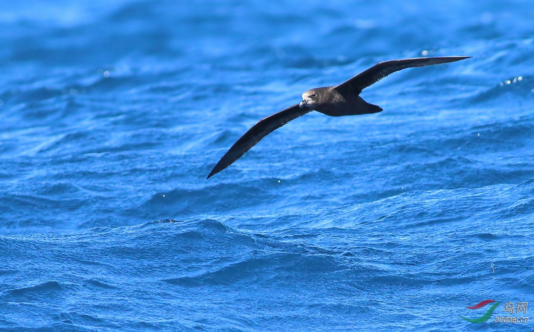 Y-great-winged petrel_����_���˺�_����.jpg
