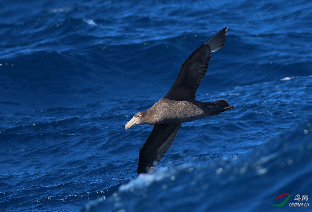 Y-northern giant-petrel_����_���˺�_����.jpg