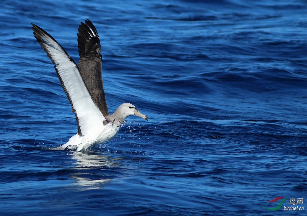 Y-shy albatross1_����_���˺�_����.jpg