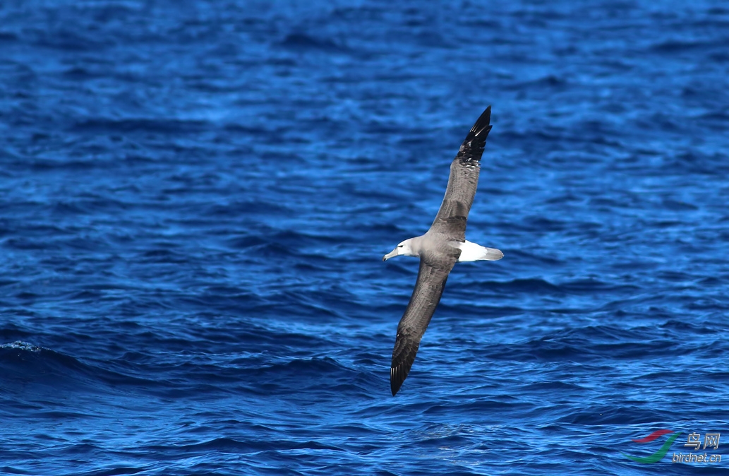 Y-shy albatross2_���˺�_����.jpg