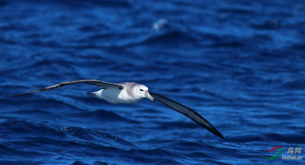 Y-shy albatross3_����_���˺�_����.jpg