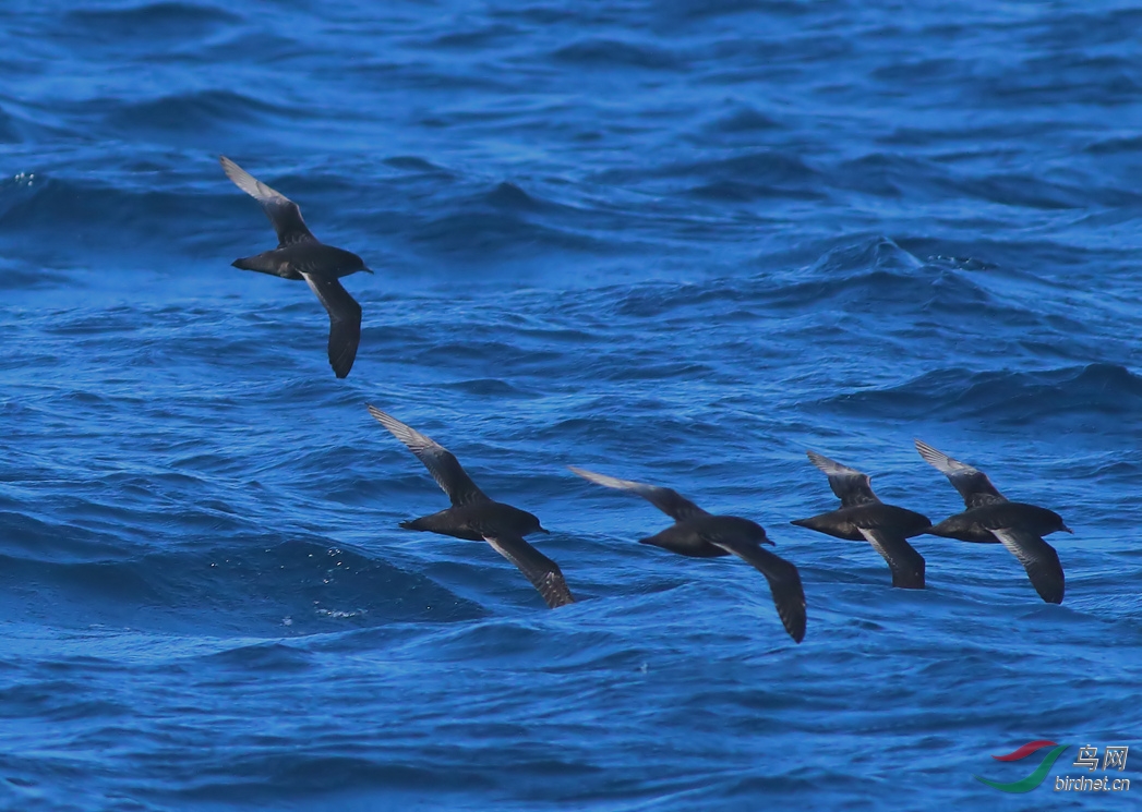 Y-short-tailed shearwater_����_���˺�_����.jpg