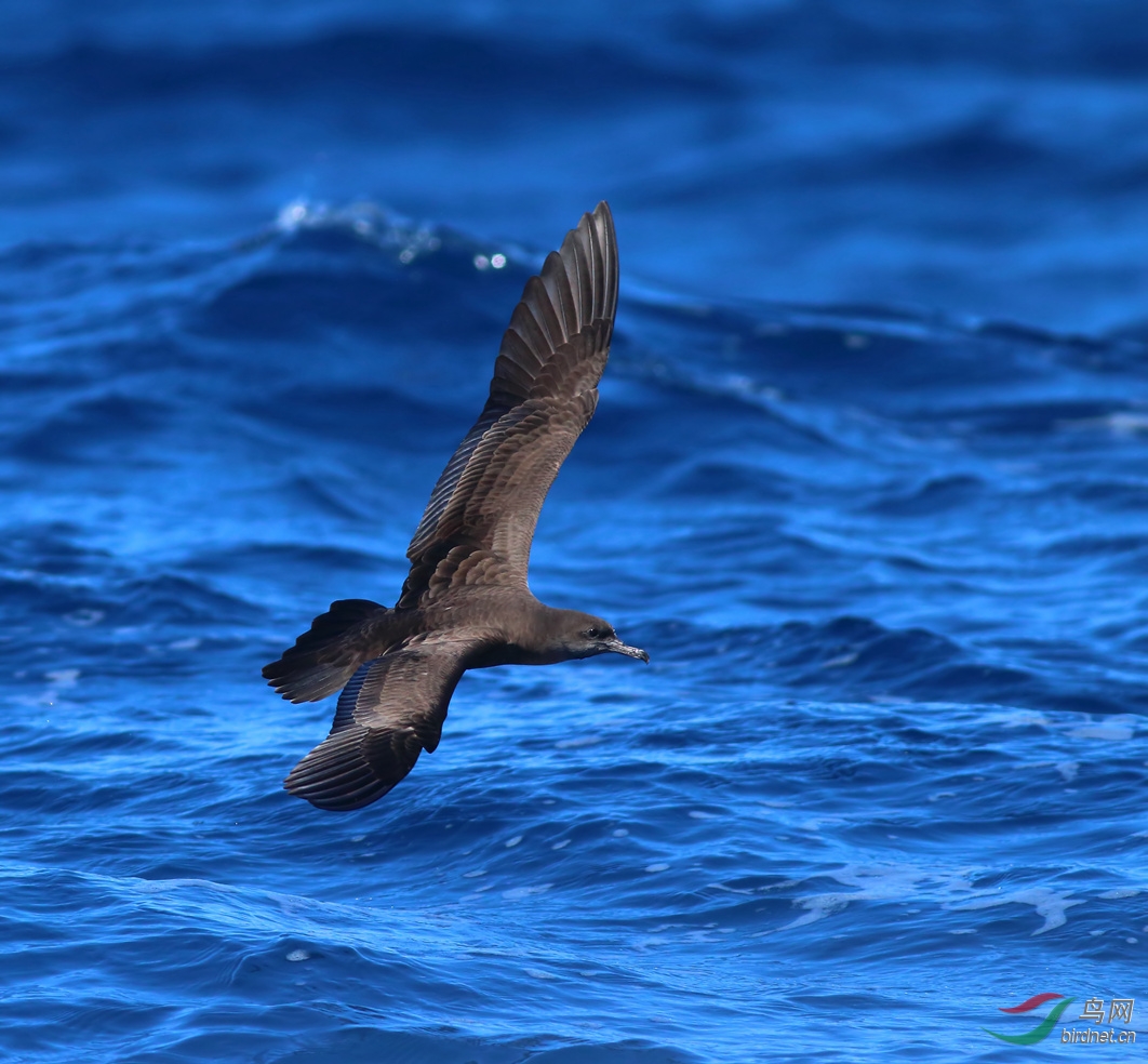 Y-wedge-tailed shearwater1_����_���˺�_����.jpg