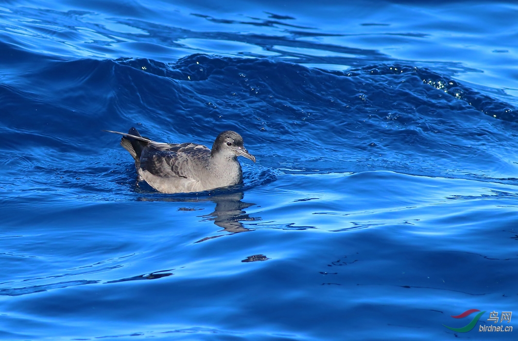 Y-wedge-tailed shearwater2_����_���˺�_����.jpg
