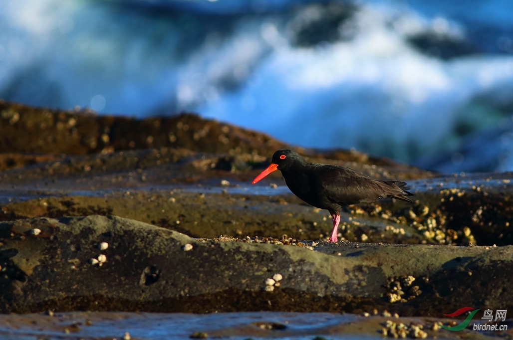 Y-sooty oystercatcher2_����_���˺�_����.jpg