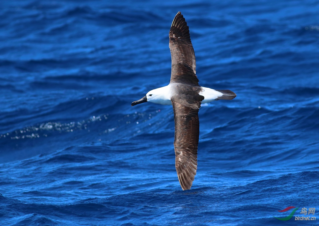 Y-yellow-nosed albatross1_����_���˺�_����.jpg