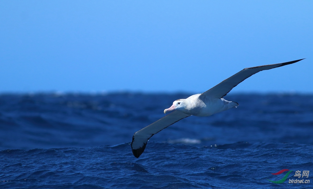 Y-wandering albatross1_���˺�_����.jpg