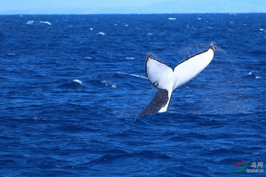 Y-humpback whale_����_���˺�_����.jpg