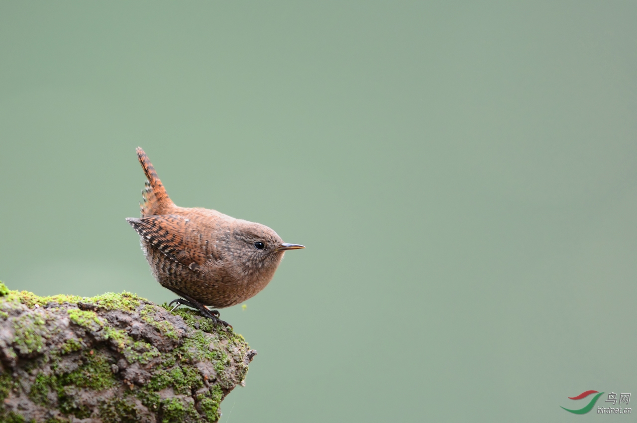 怀念它—爱翘尾巴的鹪鹩