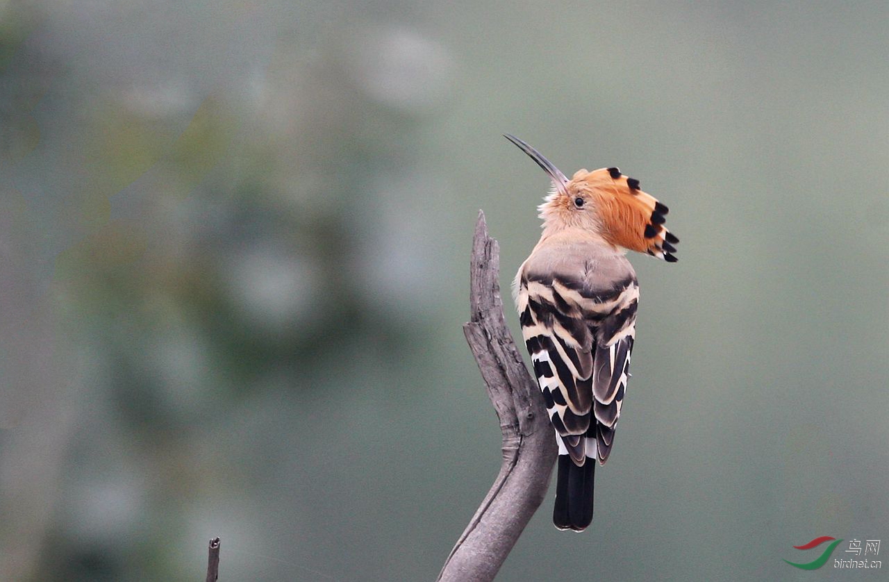 凤冠霞帔61戴胜