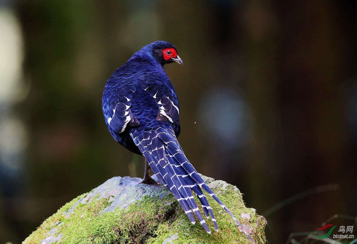 (黑长尾雉)一组帝雉