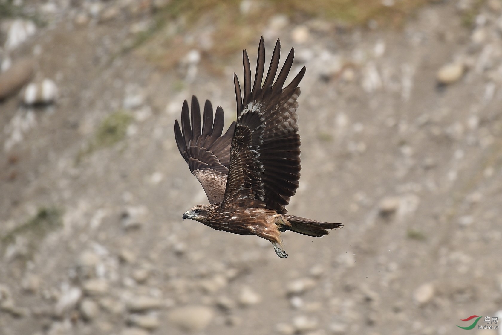 DSC_5229.jpg