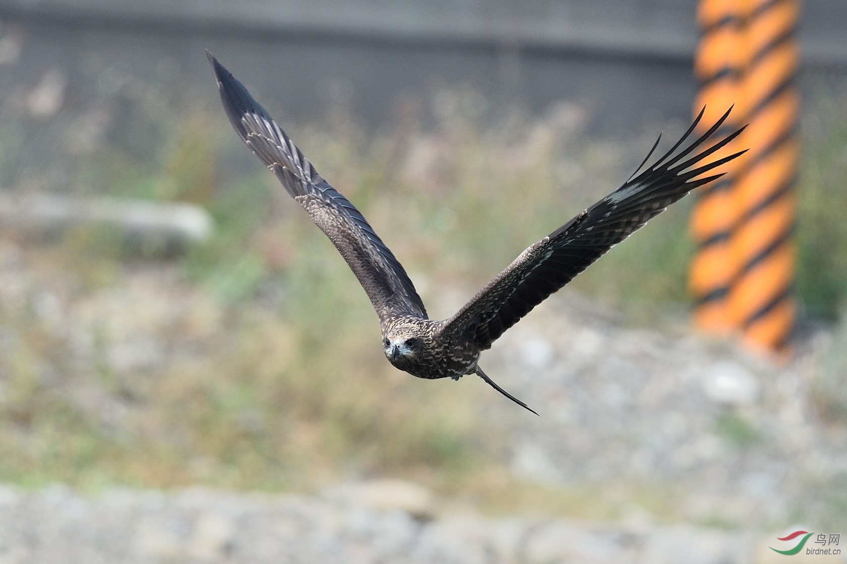 DSC_1262.jpg