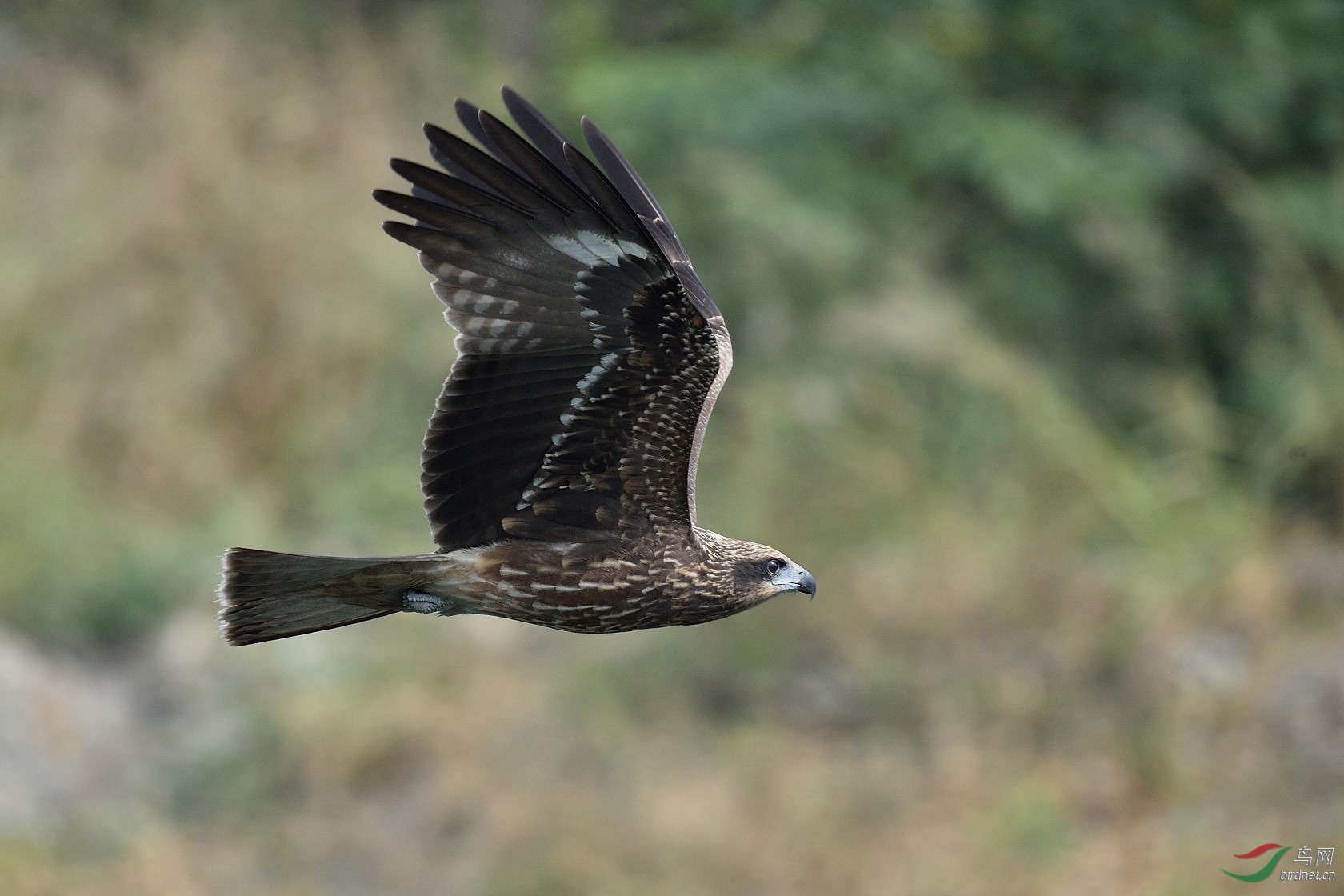 DSC_4267.jpg