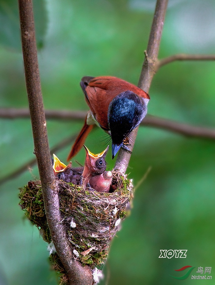 掏心吐哺,母爱永恒