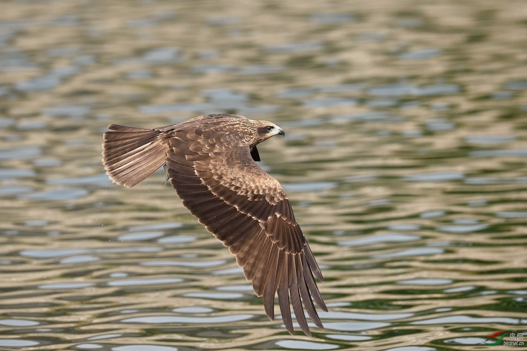 DSC_4285.jpg
