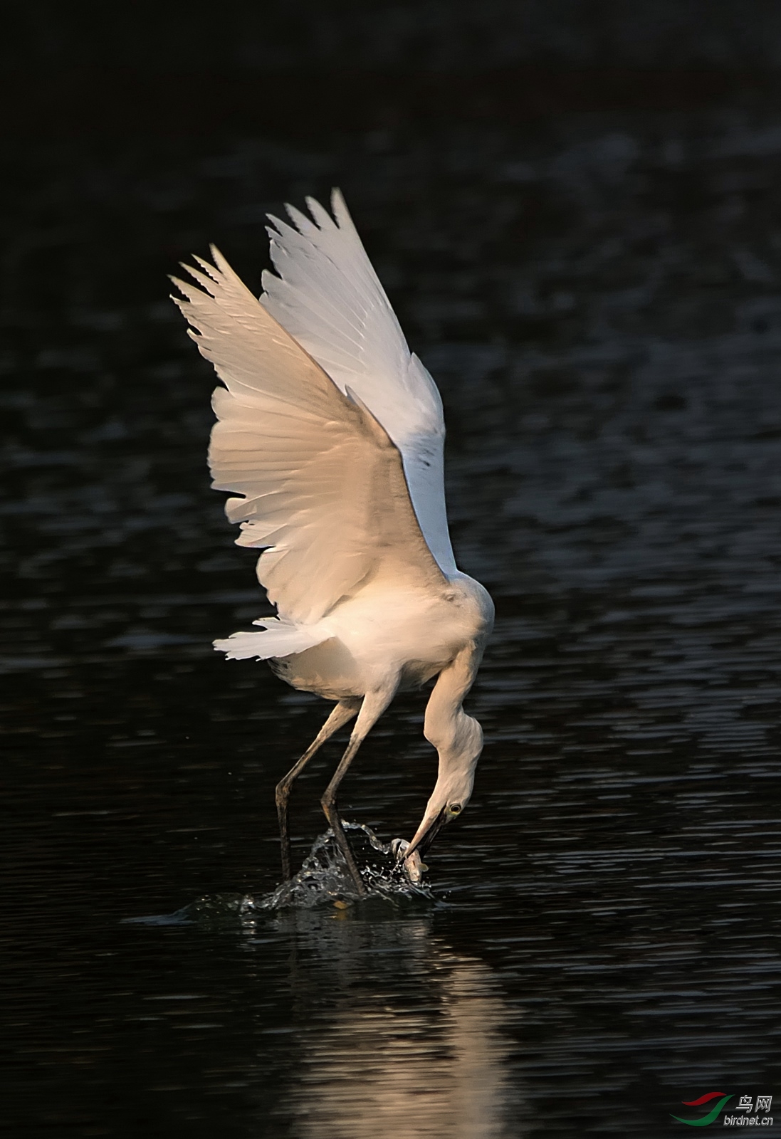 白鹭捕鱼.