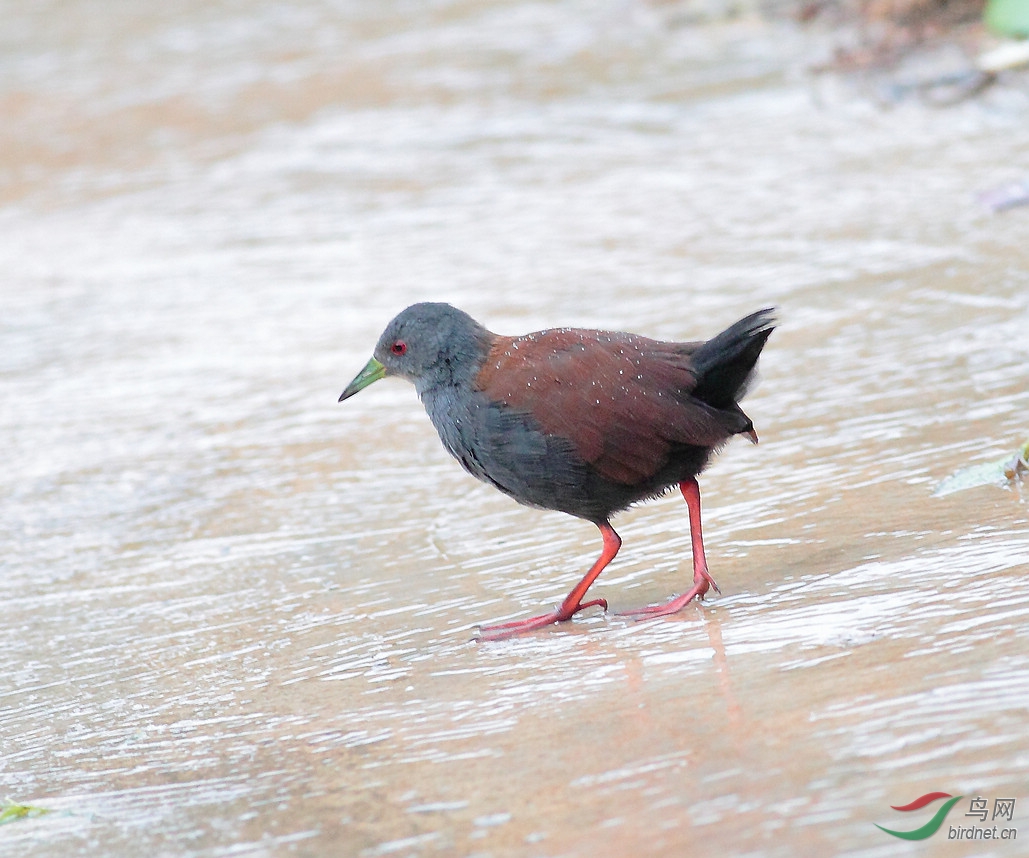 棕背田雞棕背田雞祝賀圖4榮鳥網首頁精華版