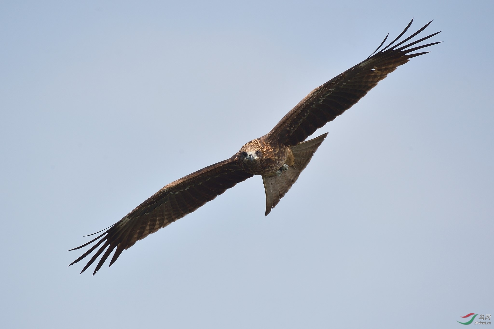 DSC_2168.jpg