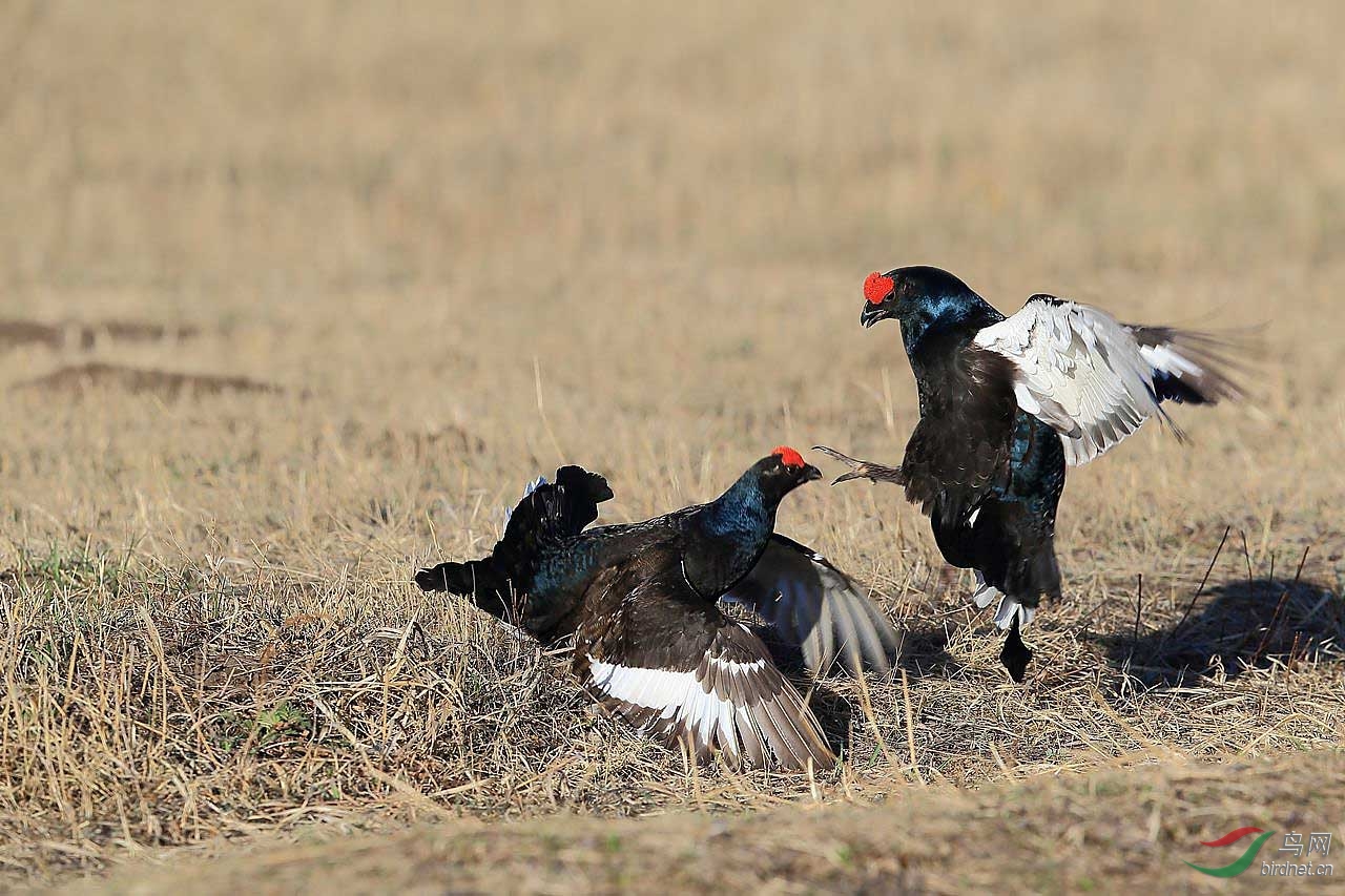 一组黑琴鸡打斗的图片