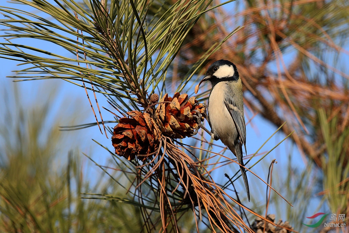吃松塔的大山雀